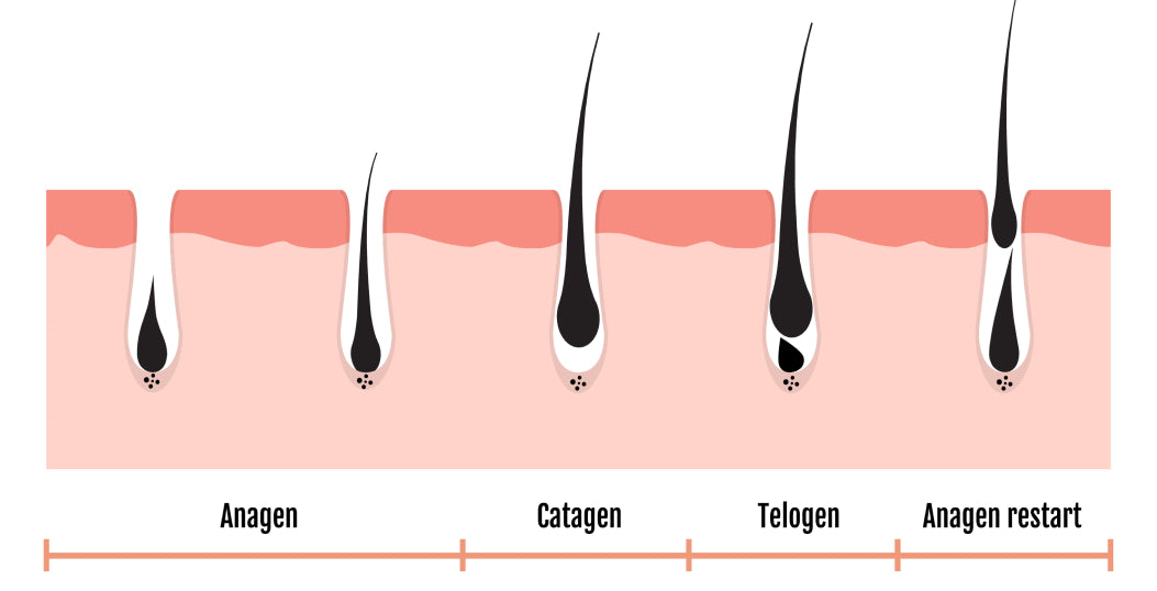 ghk-cu extends anagen phase hair cycle GHK-Cu Peptide: Hair Regrowth for Thinning & Alopecia main image 1