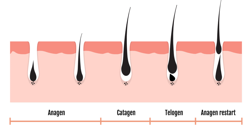 Everything You Need to Know About the Hair Growth Cycle