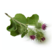 Arctium Majus Root Extract