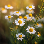 Apigenin (Chamomile)