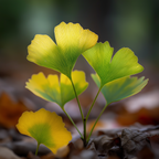 Ginkgo Biloba