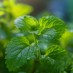 Lemon Balm