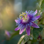Passionflower