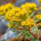 Rhodiola Rosea
