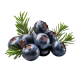 Juniper Berry Oil