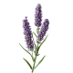 Lavender Oil